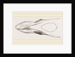 Bill of Surf-Duck by Anonymous