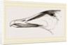 Bill of Eider-Duck by Anonymous