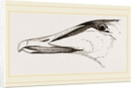 Bill of Eider-Duck by Anonymous