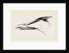 Bill of Eider-Duck by Anonymous
