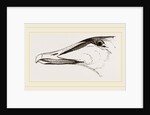 Bill of Eider-Duck by Anonymous