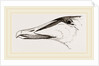 Bill of Eider-Duck by Anonymous