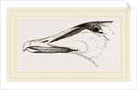Bill of Eider-Duck by Anonymous