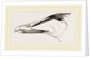 Bill of Eider-Duck by Anonymous