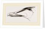 Bill of Eider-Duck by Anonymous