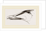Bill of Eider-Duck by Anonymous