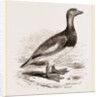 Steamer-Duck by Anonymous