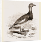 Steamer-Duck by Anonymous