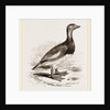 Steamer-Duck by Anonymous