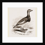 Steamer-Duck by Anonymous