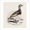 Steamer-Duck by Anonymous