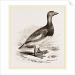 Steamer-Duck by Anonymous