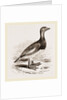 Steamer-Duck by Anonymous