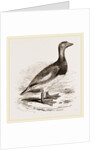 Steamer-Duck by Anonymous