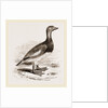Steamer-Duck by Anonymous