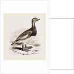 Steamer-Duck by Anonymous