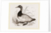 Canvas-back Duck by Anonymous