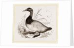 Canvas-back Duck by Anonymous