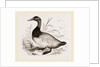 Canvas-back Duck by Anonymous
