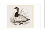 Canvas-back Duck by Anonymous