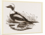 Long-tailed Duck Male by Anonymous
