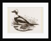 Long-tailed Duck Male by Anonymous