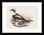 Long-tailed Duck Male by Anonymous