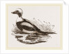 Long-tailed Duck Male by Anonymous