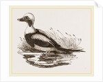 Long-tailed Duck Male by Anonymous