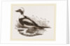 Long-tailed Duck Male by Anonymous