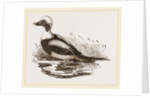 Long-tailed Duck Male by Anonymous