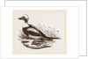 Long-tailed Duck Male by Anonymous