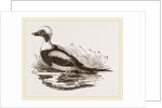 Long-tailed Duck Male by Anonymous
