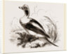 Long-tailed Duck Male by Anonymous