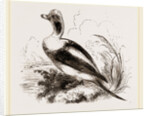 Long-tailed Duck Male by Anonymous