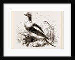 Long-tailed Duck Male by Anonymous
