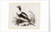 Long-tailed Duck Male by Anonymous