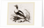 Long-tailed Duck Male by Anonymous