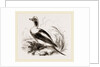 Long-tailed Duck Male by Anonymous