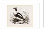 Long-tailed Duck Male by Anonymous