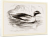 Spirit-Duck Male by Anonymous