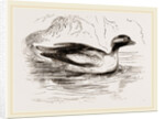 Spirit-Duck Male by Anonymous