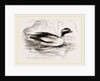 Spirit-Duck Male by Anonymous