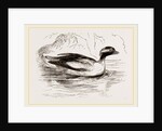 Spirit-Duck Male by Anonymous