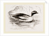 Spirit-Duck Male by Anonymous
