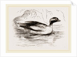 Spirit-Duck Male by Anonymous
