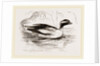Spirit-Duck Male by Anonymous