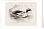 Spirit-Duck Male by Anonymous