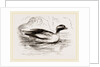 Spirit-Duck Male by Anonymous