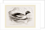 Spirit-Duck Male by Anonymous